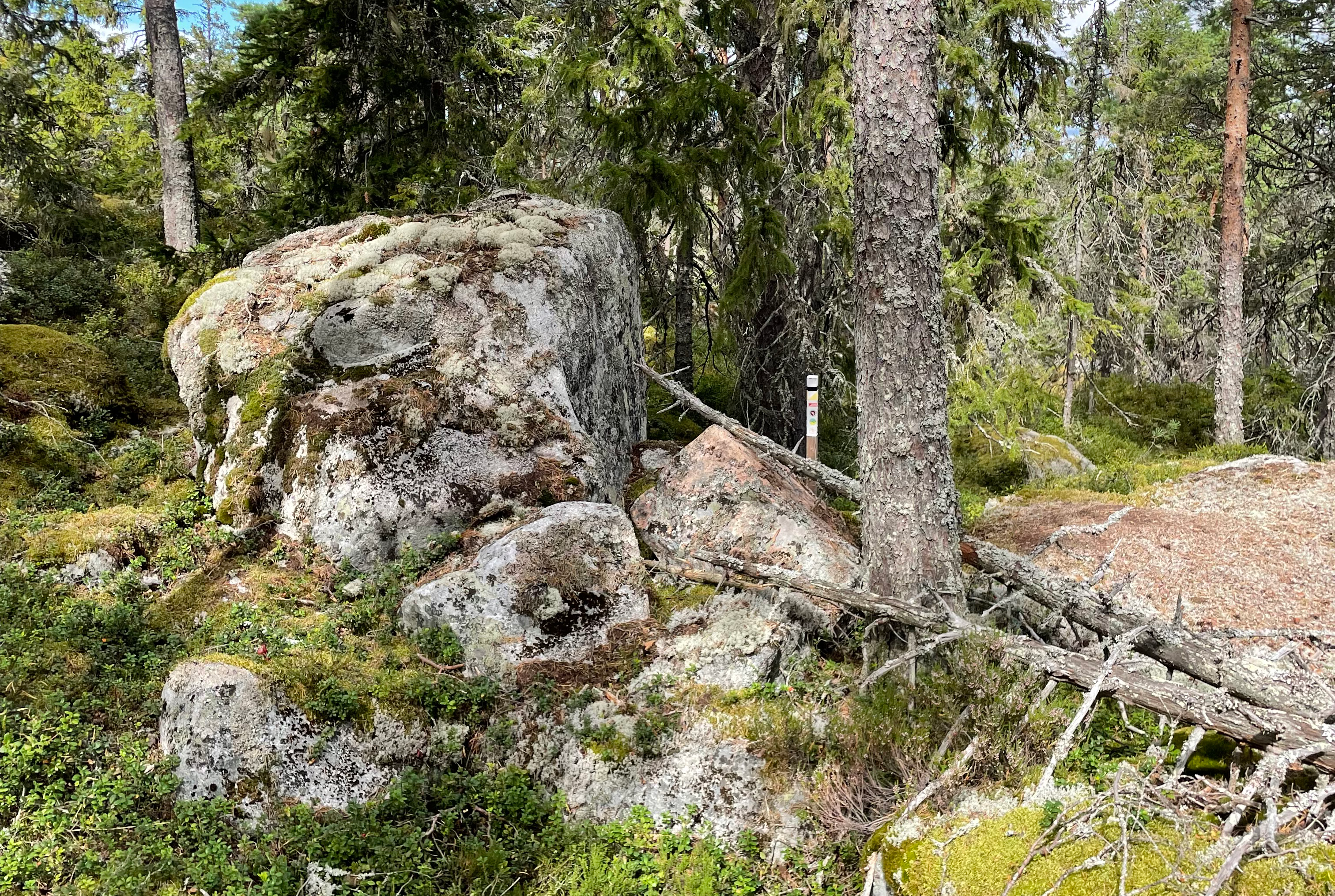 Stolpe i skog
