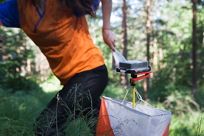 Örnsköldsvik kandidat när Sverige söker VM i orientering | 7an