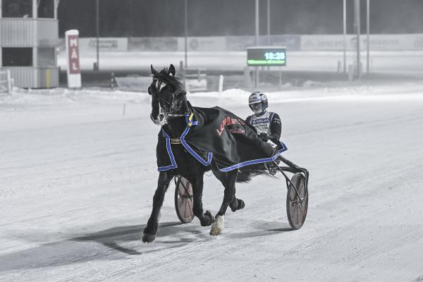 Bokli Rapp blev årets häst. Foto: Jenny Rehnman